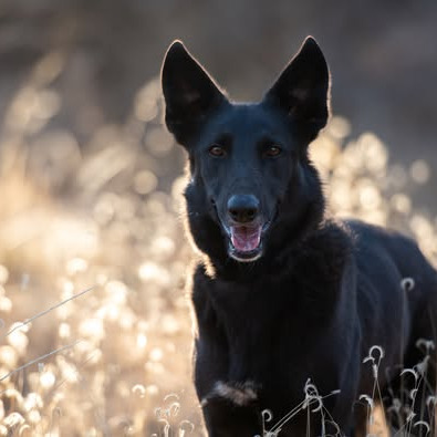 Mowgli - Shepherd, German/Collie, Border