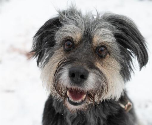 Dog in snow