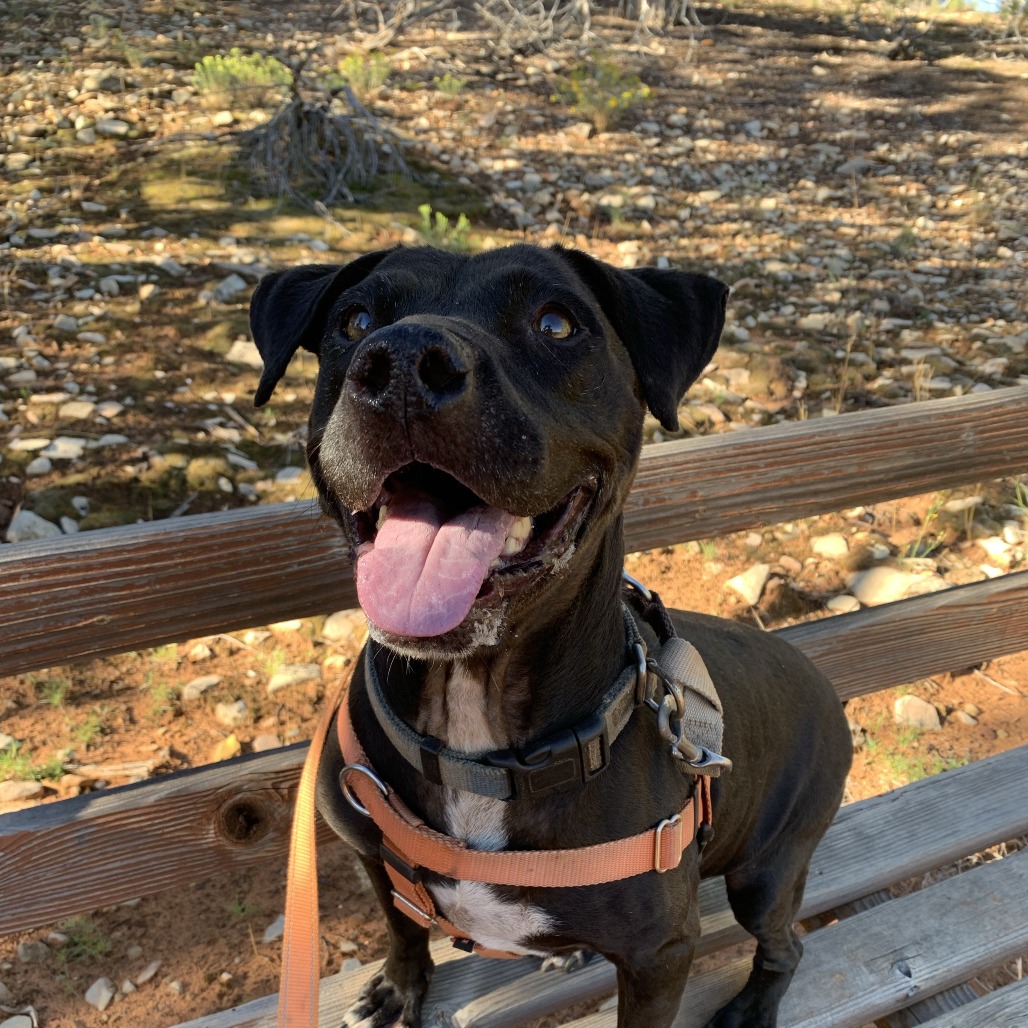 Adoptable Female Terrier, Staffordshire Bull/Queensland Heeler