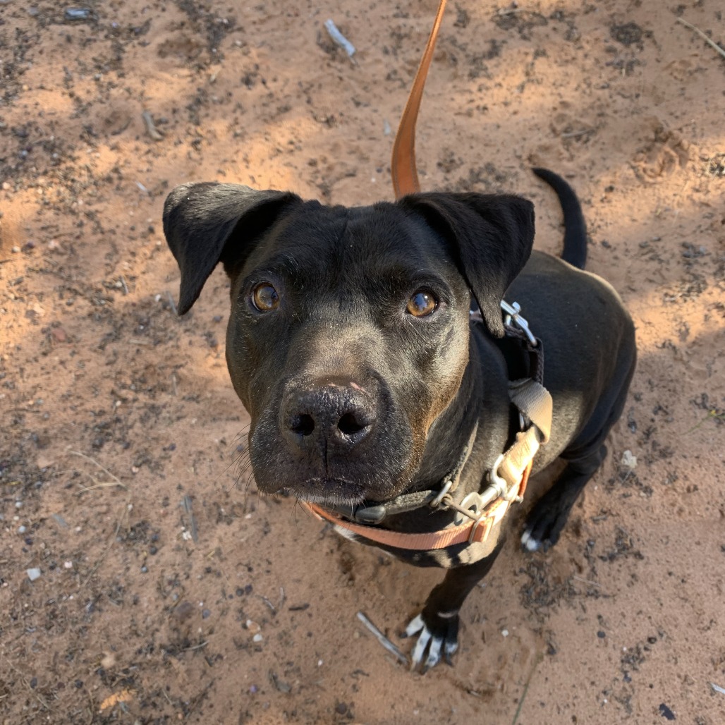Adoptable Female Terrier, Staffordshire Bull/Queensland Heeler