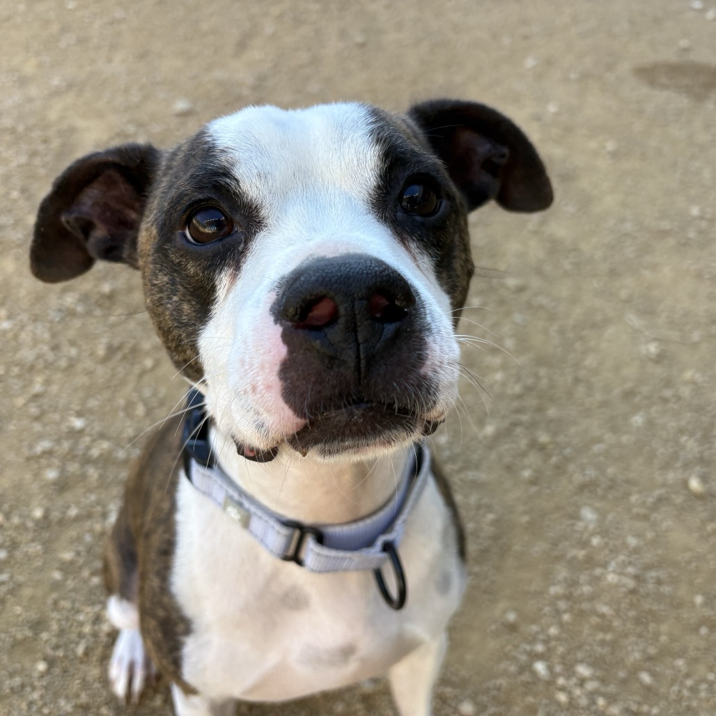 Tater - Boxer/Mix