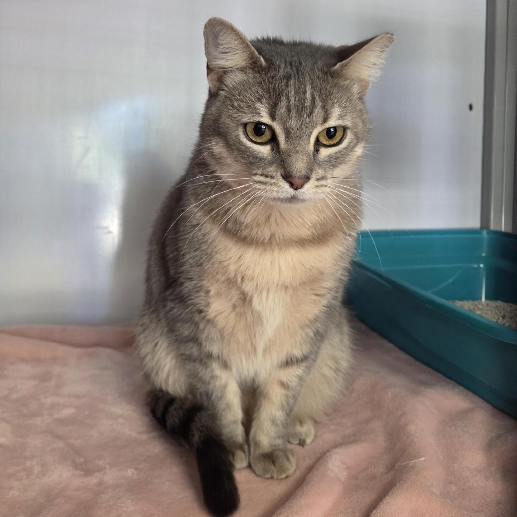 Polly - Domestic Shorthair