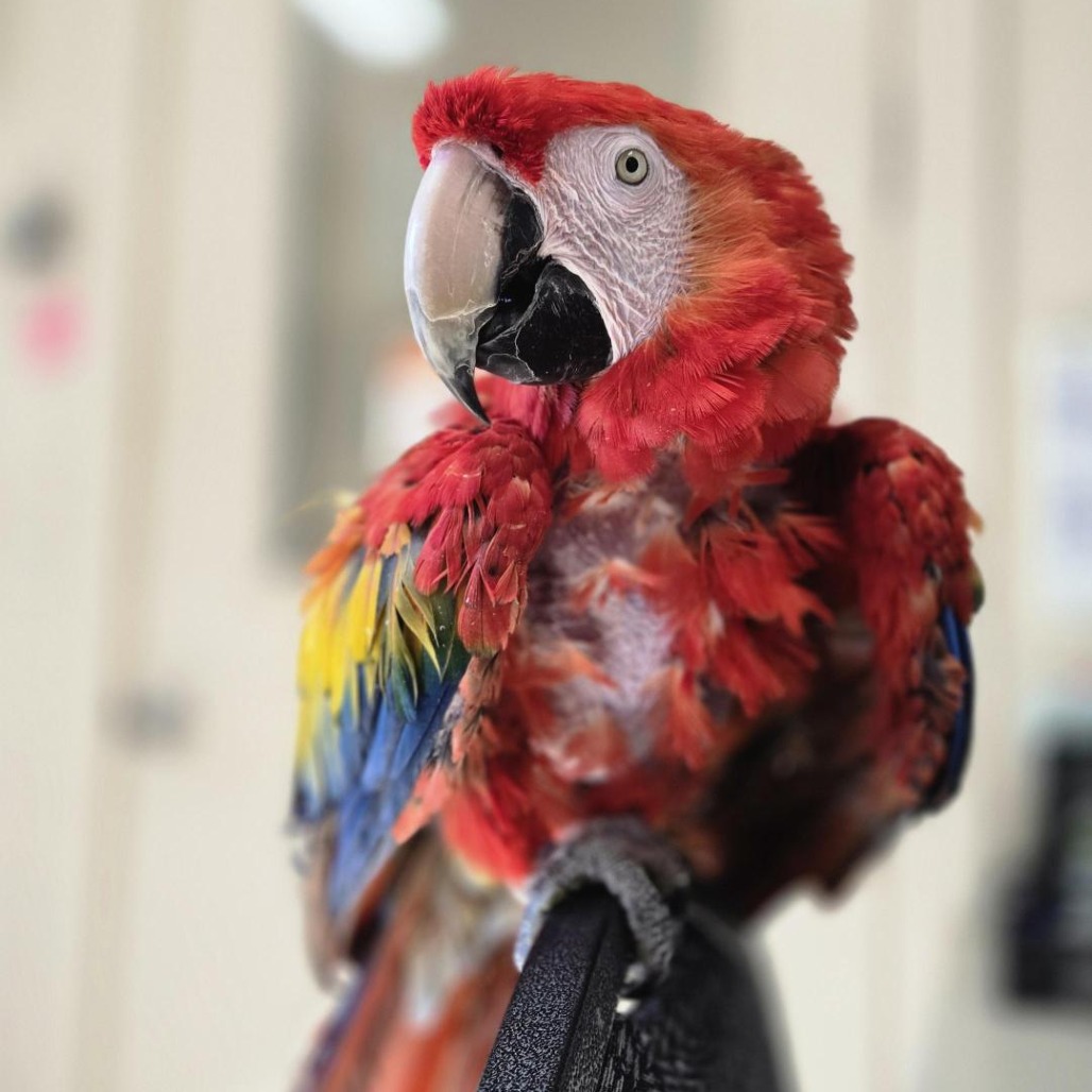 Pepper - Scarlet Macaw