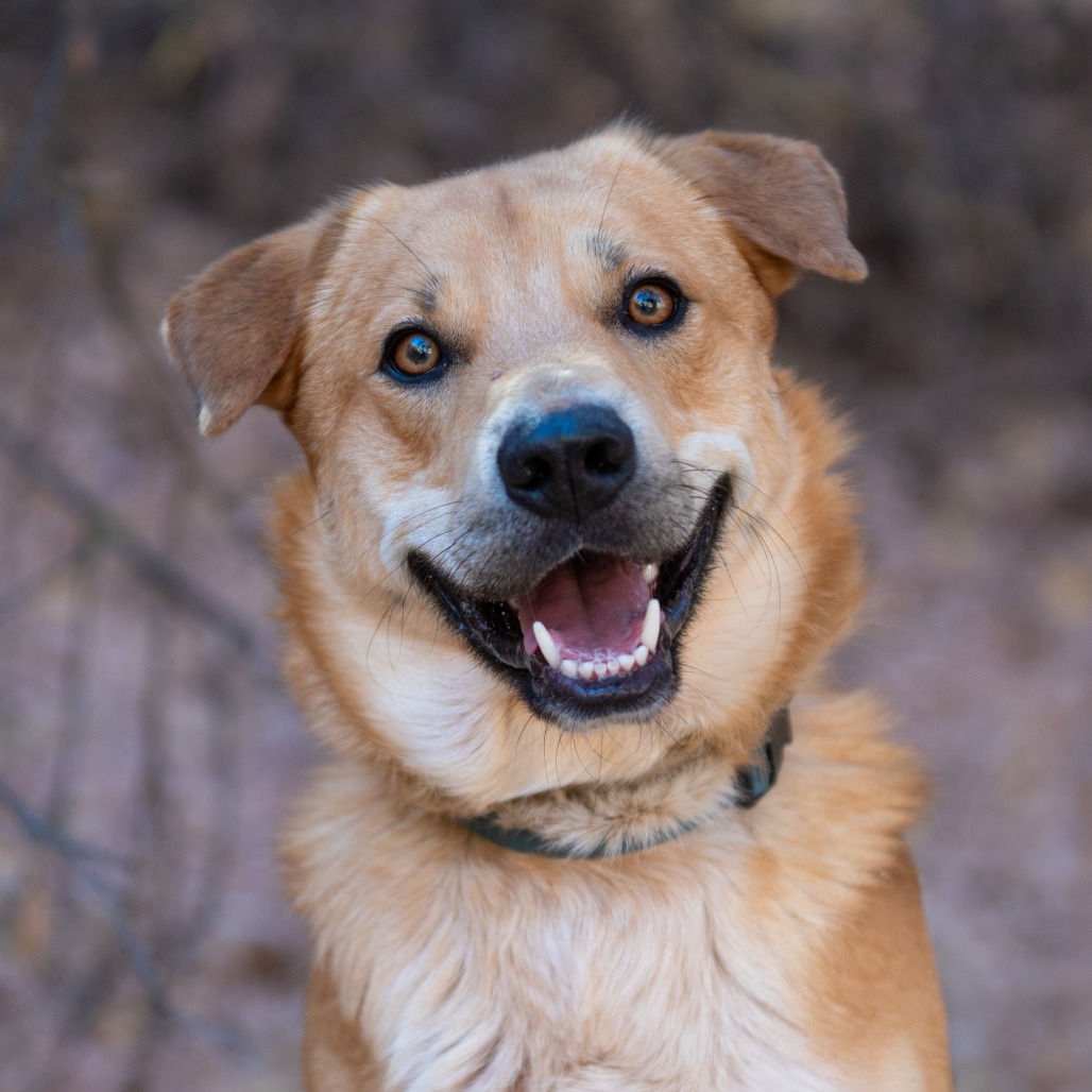 Newhart - Retriever, Labrador/Cattle Dog