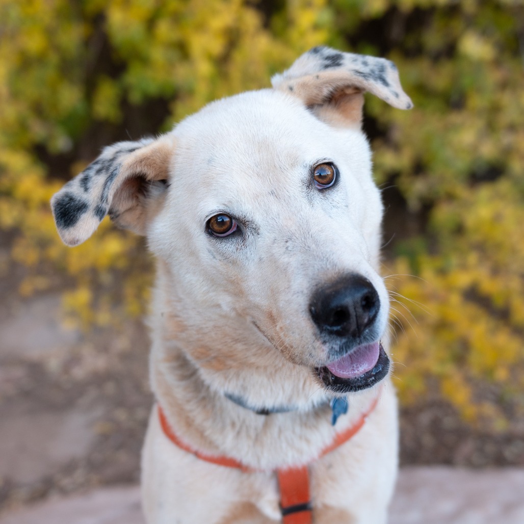 Sinkai - Husky/Cattle Dog