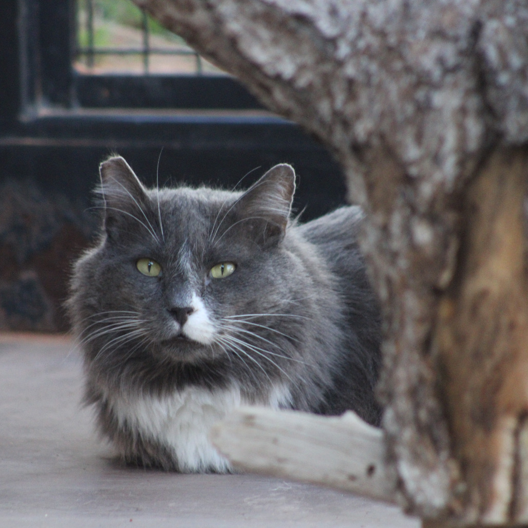 Thunder - Domestic Medium Hair