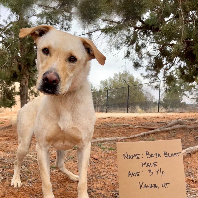 Baja Blast - Retriever, Labrador/Mix