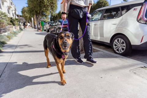 man walking a dog