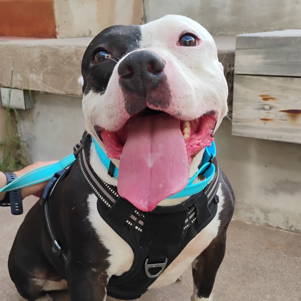 Freyja - Terrier, Pit Bull
