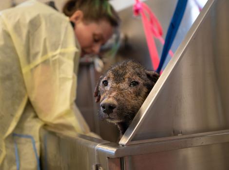 David Bowie the dog getting a bath