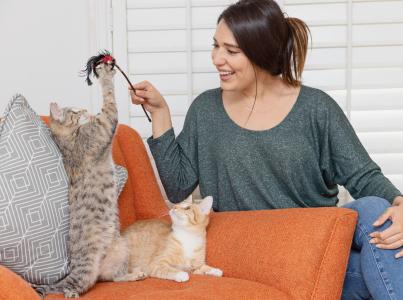 Person playing with two kittens in an armchair