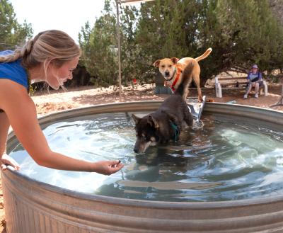 Caregiver Anna encouraging Woody the dog into a pool with a treat while another dog watches