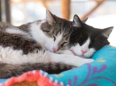 Anthony and Zoe the cats sleeping snuggled together