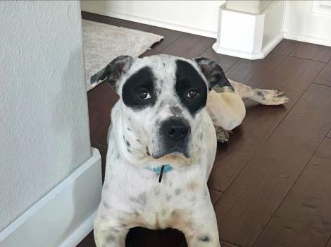 Apollo the dog lying on the floor