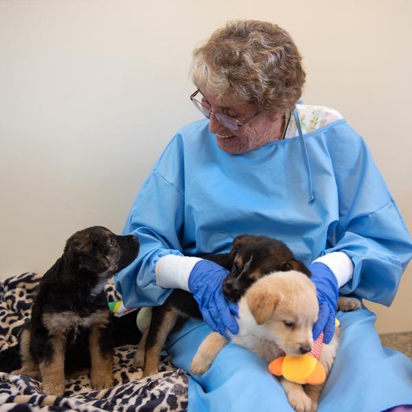 Person wearing a protective gown and gloves sitting on the ground with three puppies