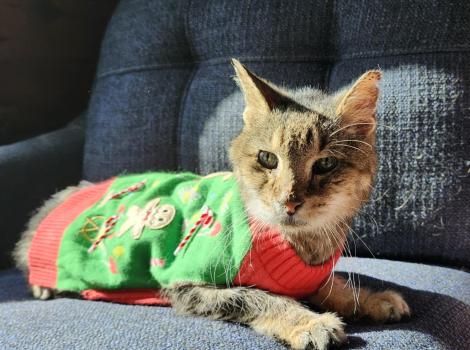Aragon the cat in a holiday sweater on a chair