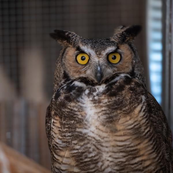 A variety of birds of prey, like this owl, receive care at Best Friends in Kanab, UT.