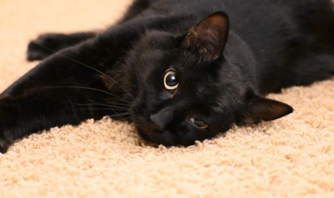 Asher the cat lying on a carpet