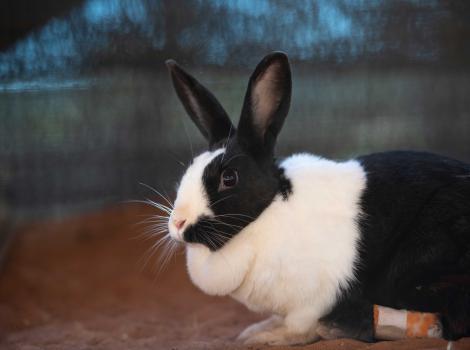 Autumn the rabbit