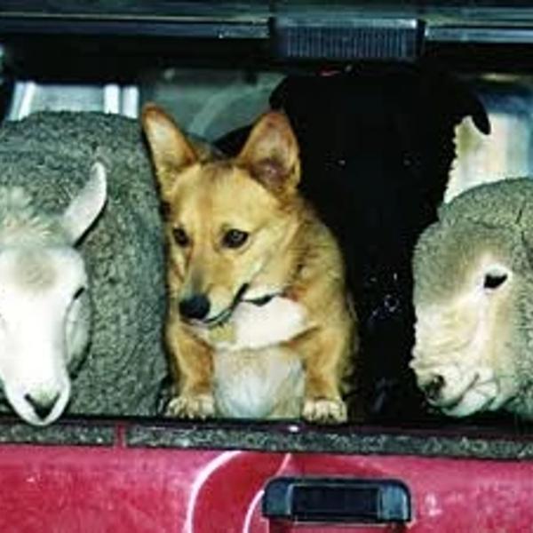 Staff member Carrie Godbe’s Corgi hitches a ride with a pair of sheep.