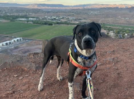 Bebe the dog hiking outside on a leash