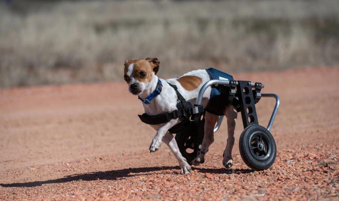 RoiLie the dog running in his wheelchair