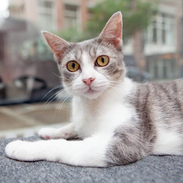 A Bell le gusta observar a la gente a través de una ventana en Best Friends en Nueva York mientras espera a una familia propia.