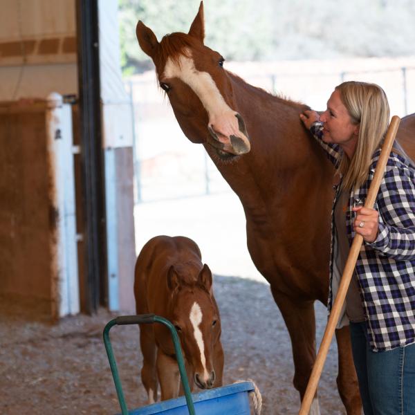 Person holding the handle of a tool petting a horse with a foal next to them