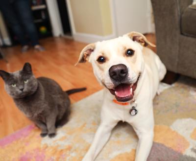 Dog and cat on a colorful rug in a living room