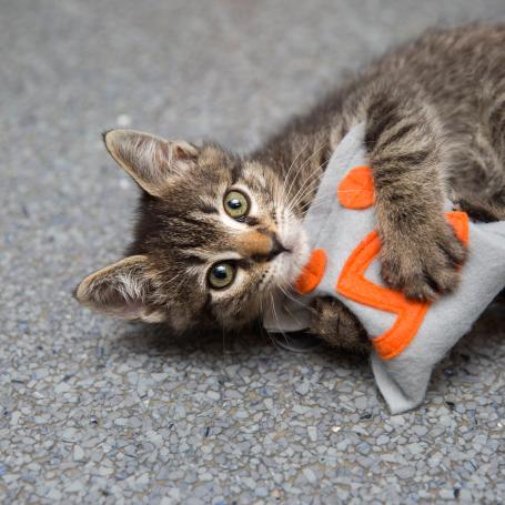 Kitten playing with catnip toy pillow