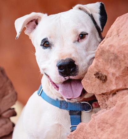 dog in red rock