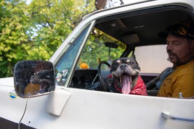 Dog looking out the open window of a vehicle with a person in the driver's seat