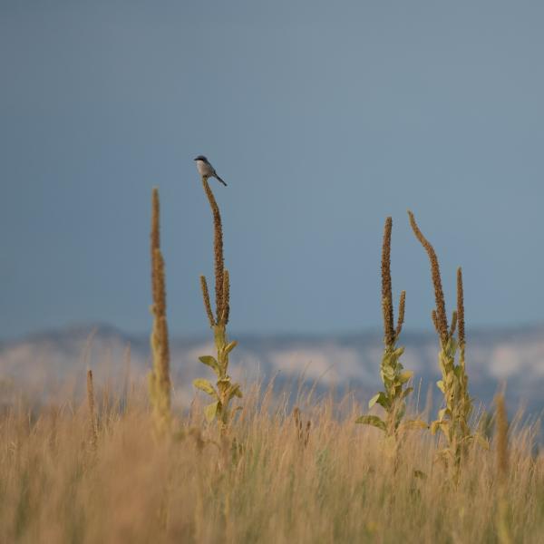 Bird on a plant in front of Grand Staircase