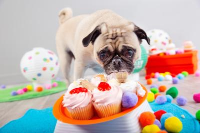 Pug licking some cupcakes in a party atmosphere