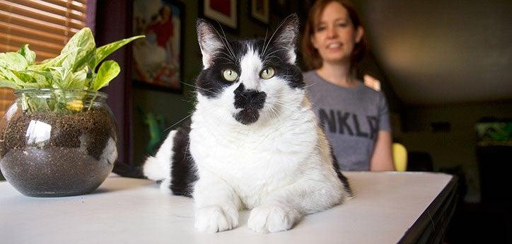 White-and-black cat is sitting with his person. As a kitten, this cat wasn't using the litter box, but the problem has since been fixed.