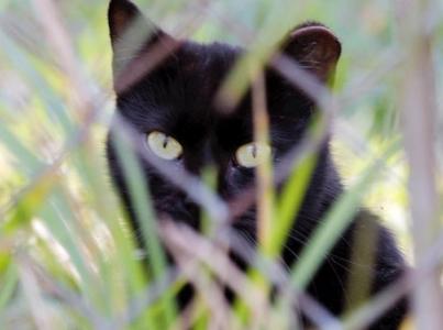 black cat outside