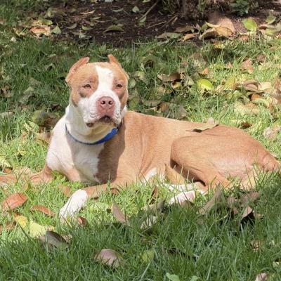 Balboa the dog lying outside in the grass