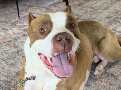 Balboa the dog lying down and smiling