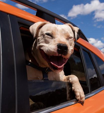 Dog riding in an orange car