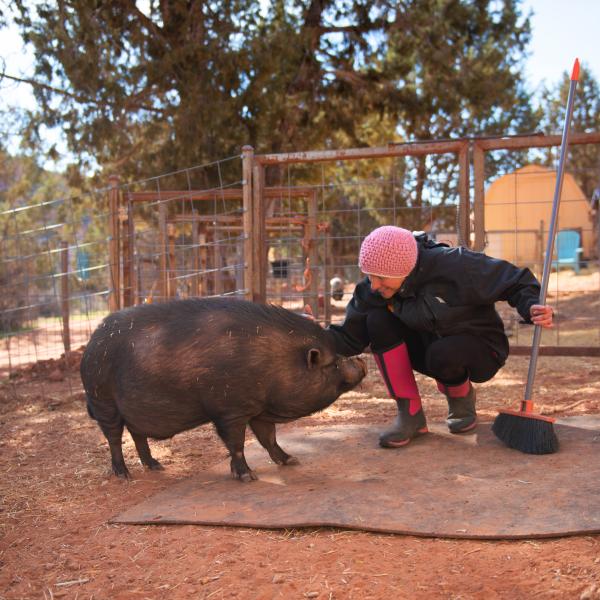 Person holding a broom squatting down to pet a pig