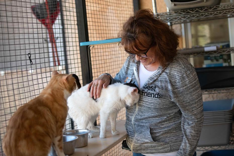 Person petting one cat while another watches