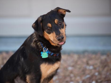 Brook the dog wearing a collar and tag