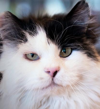 Long haired black and white cat