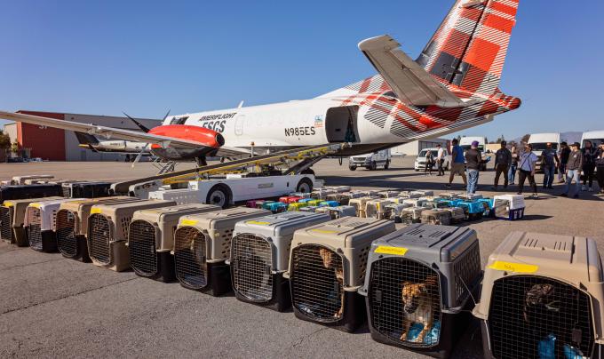 Line of carriers containing animals from Los Angles during the wildfires in front of the transport airplane