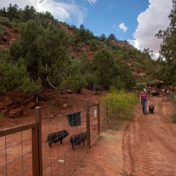 Person walking a pig on a path next to some other pigs behind a fence