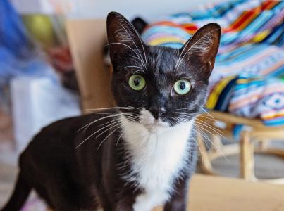 small black and white cat standing in living room
