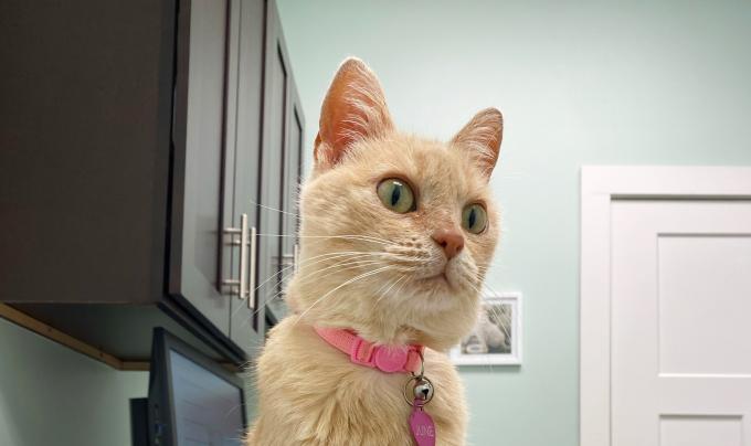 June the cat wearing a pink collar and sitting on a counter in what looks to be a veterinary exam room