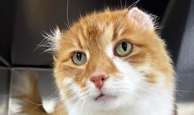 The face of Reds the cat showing his crinkled ears