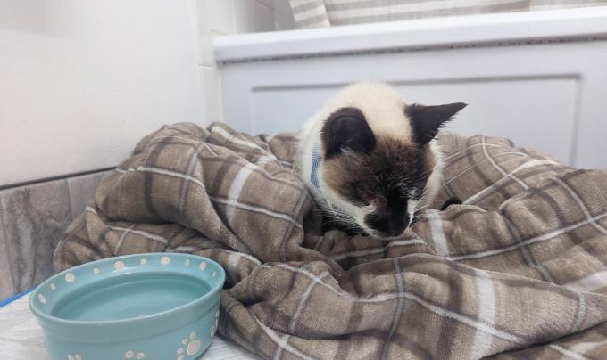 Spartacus the cat lying on a plaid blanket next to a blue bowl