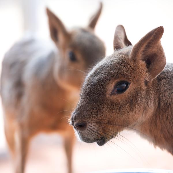 Two cavies who live at Wild Friends at Best Friends Animal Sanctuary in Kanab, UT.